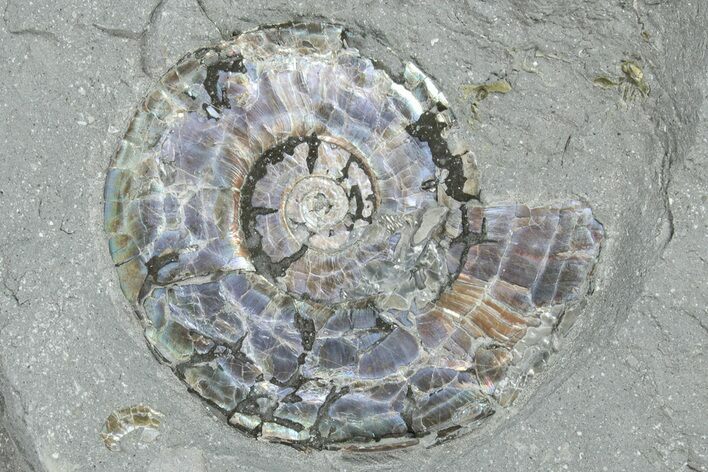 Iridescent Ammonite (Psiloceras) Fossil - England #350963